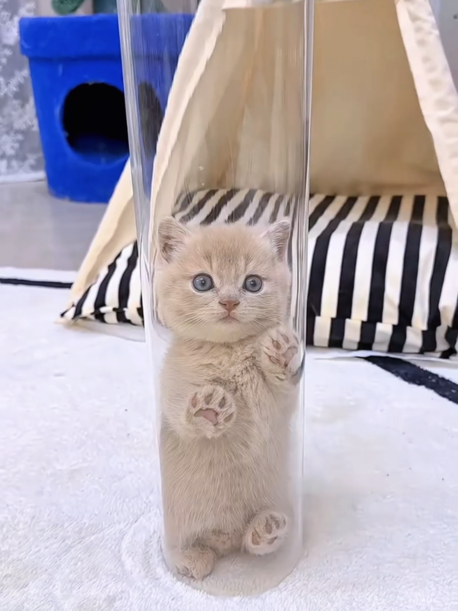 @Cute Cats Zone