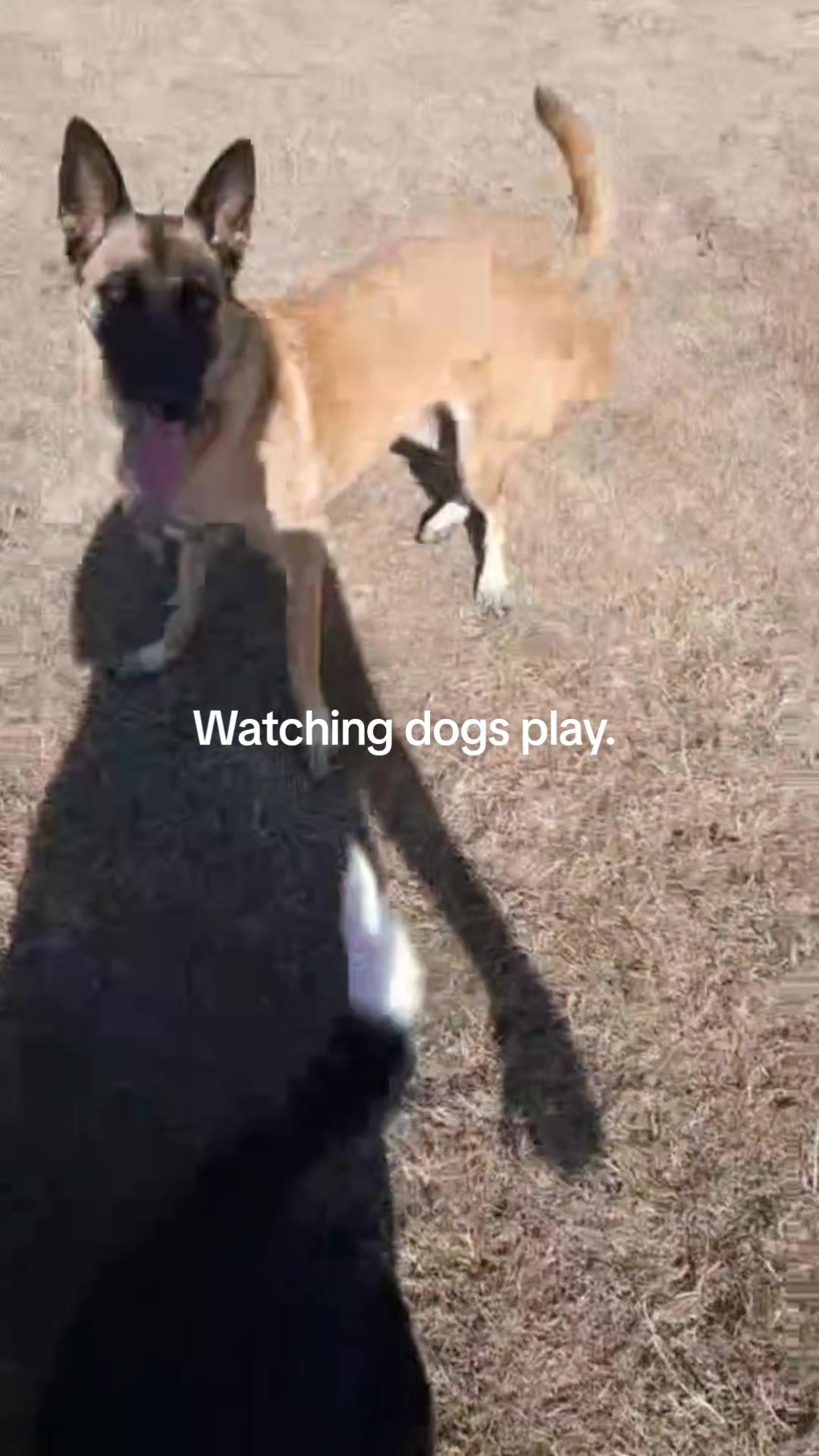 @Bordercollies Anonymous Club