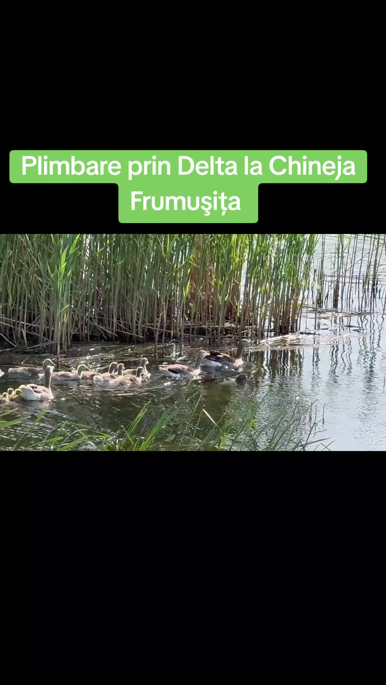 @Mitică
