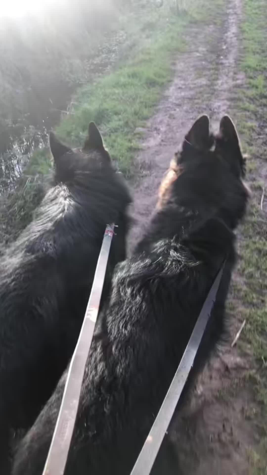 @🐶West Country K9s🐶