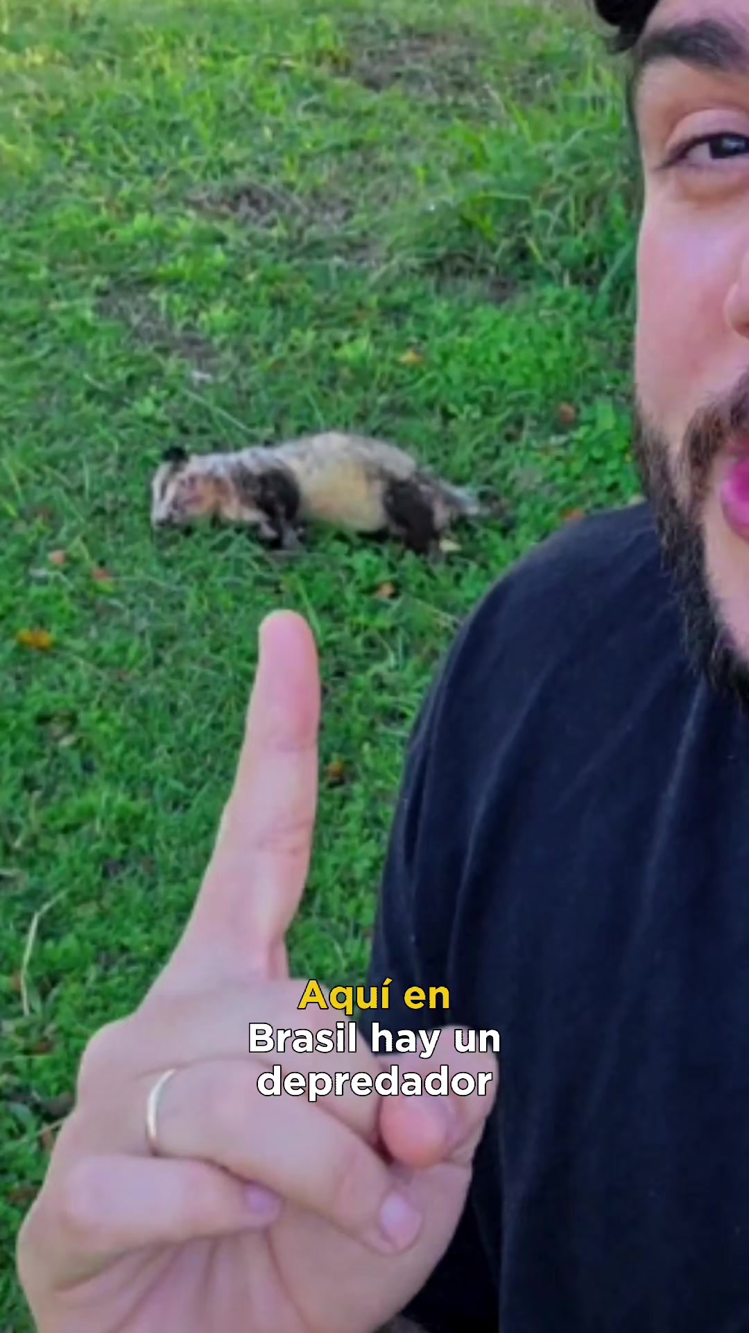 @Animaldex