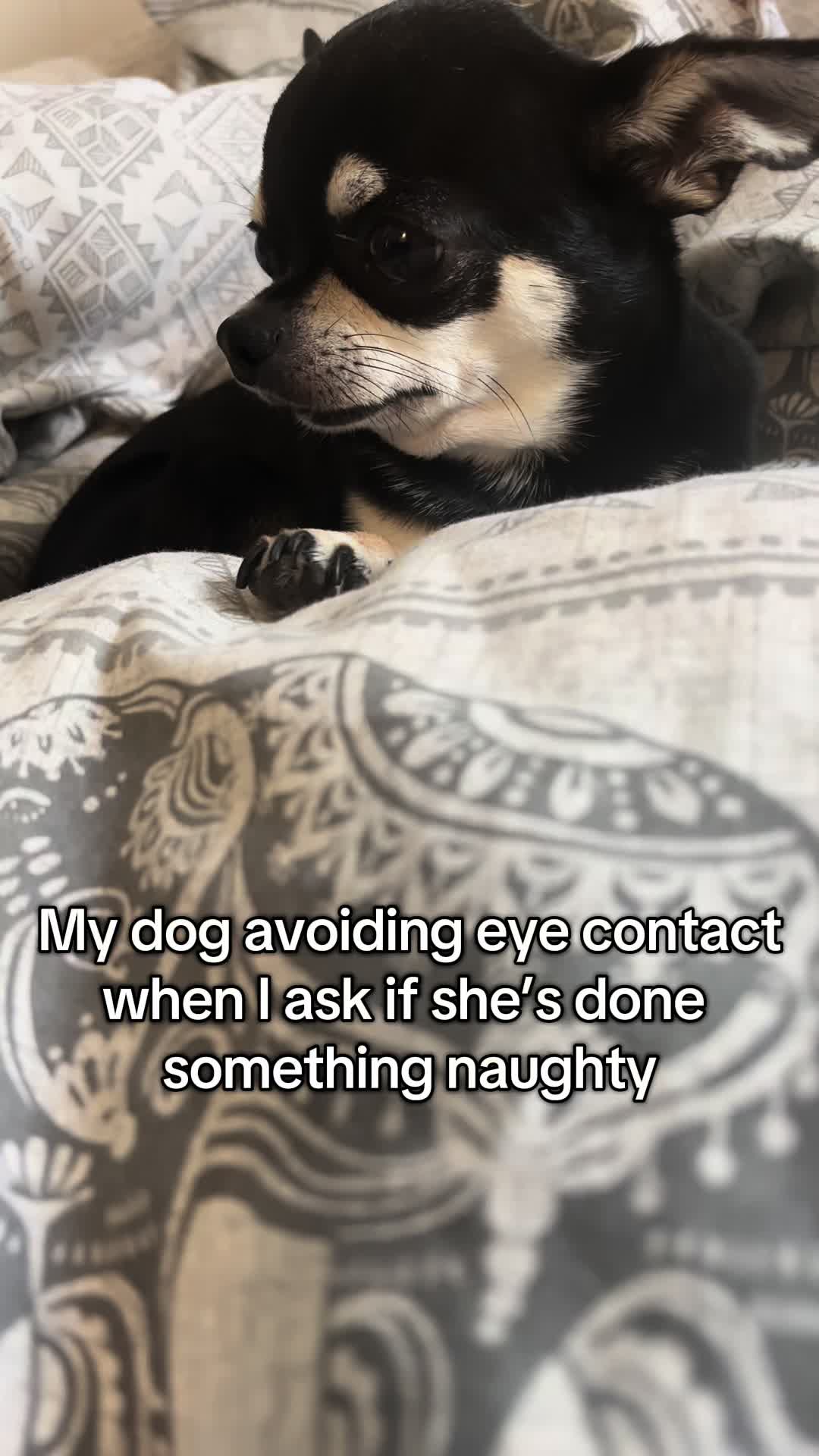 @Coco_bean🐾