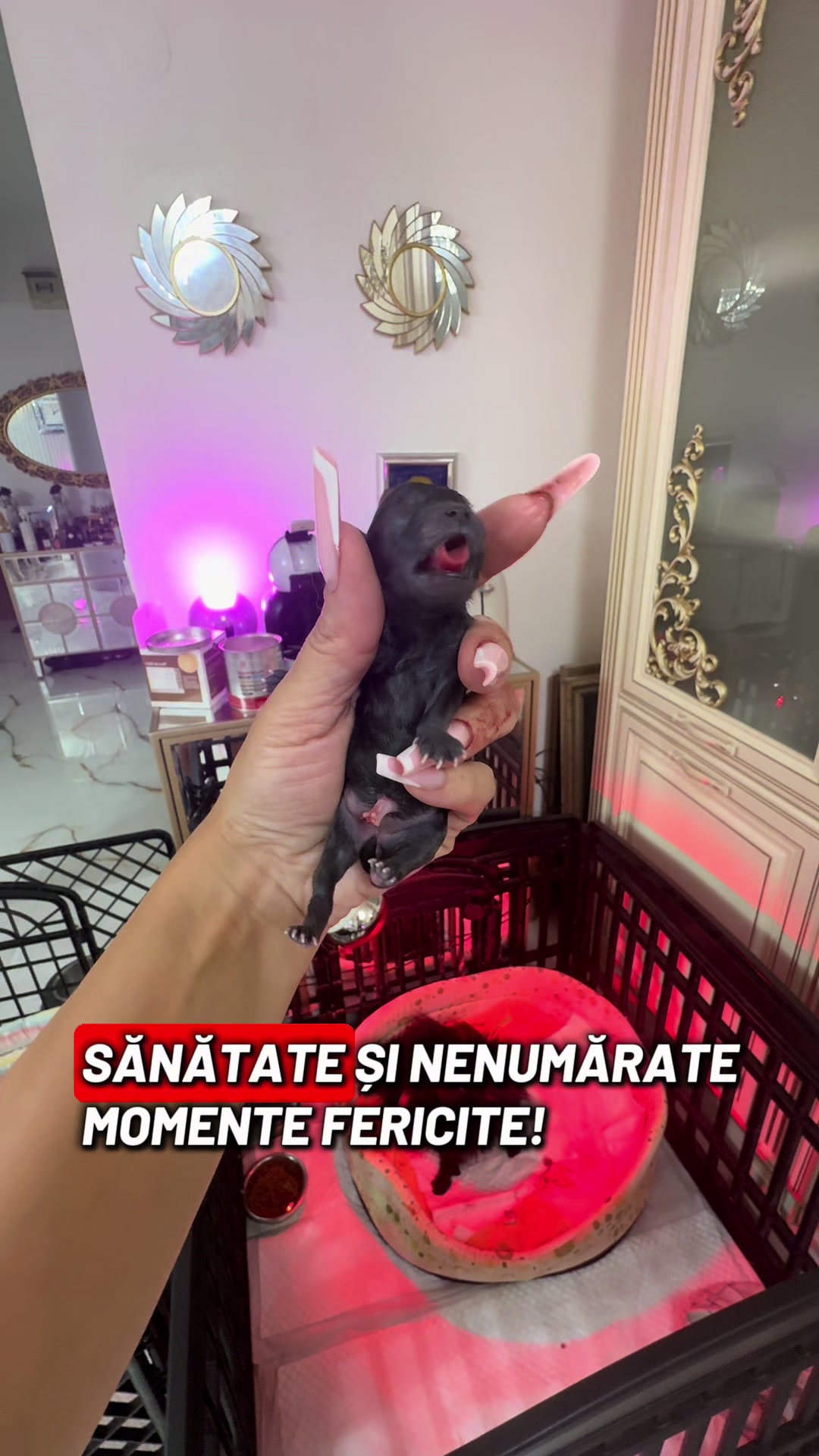 @Pomeranian.Glamour