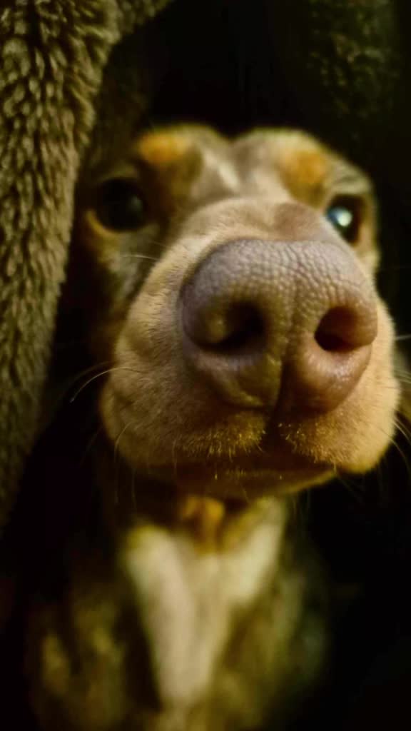 @Choritzo chipolata🐾