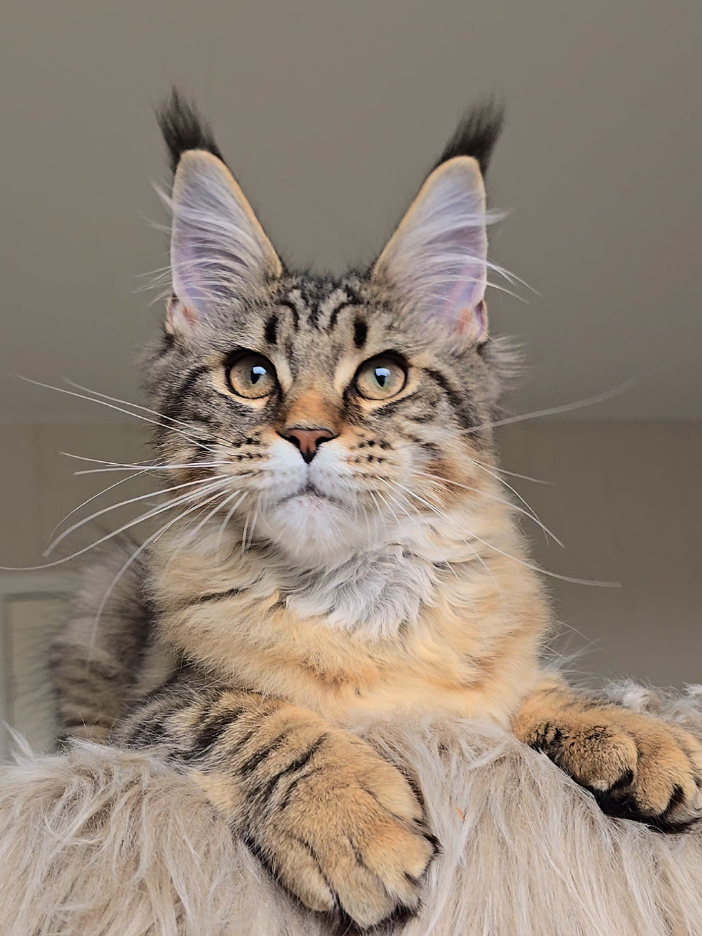 @Maine Coon Cattery Forest Rich