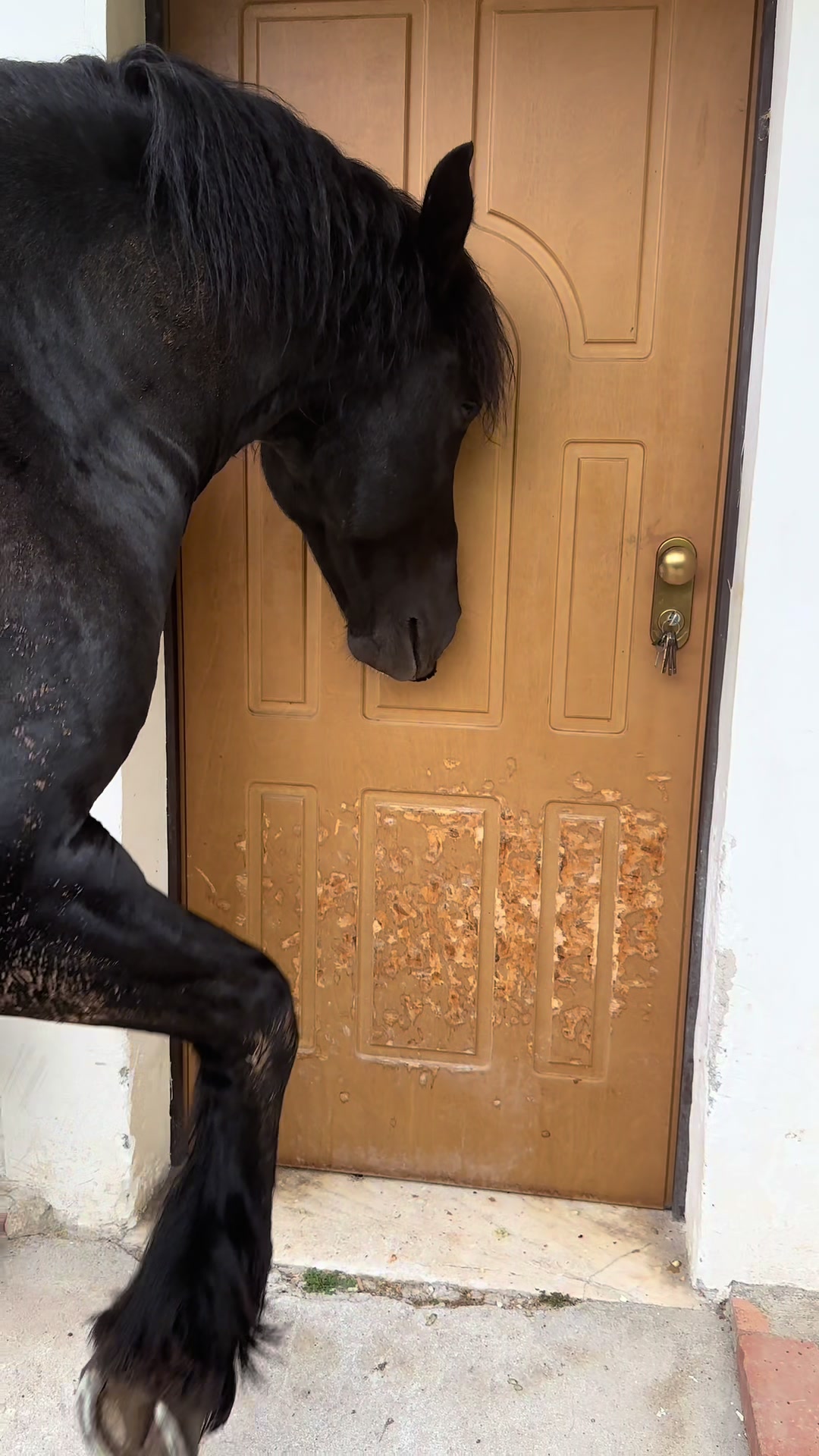 @black_the_friesian