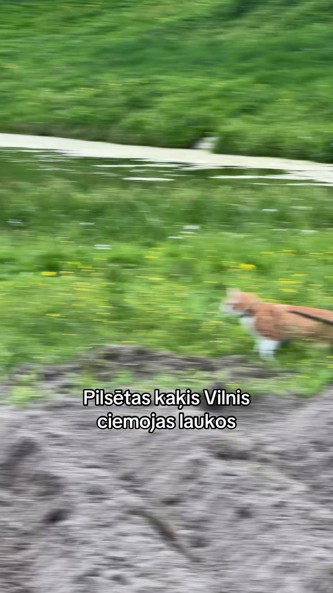 @Niima