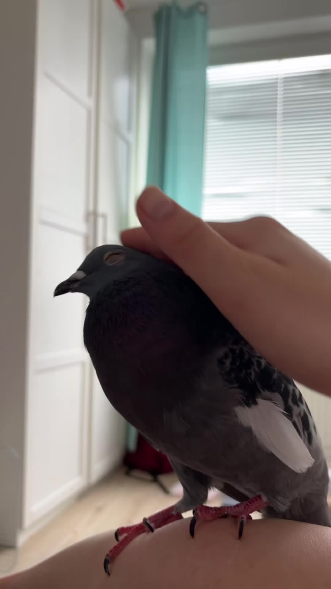 @Pigeon