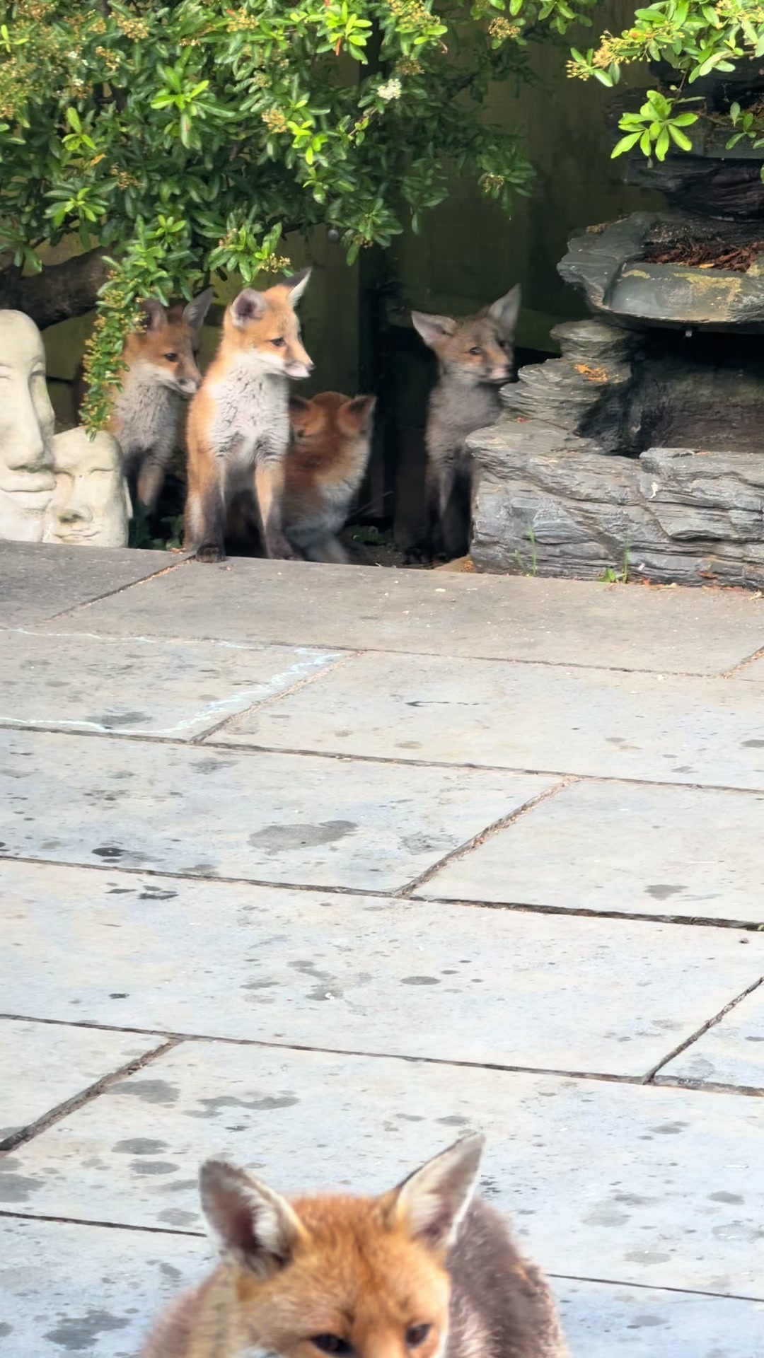 @gp_foxes
