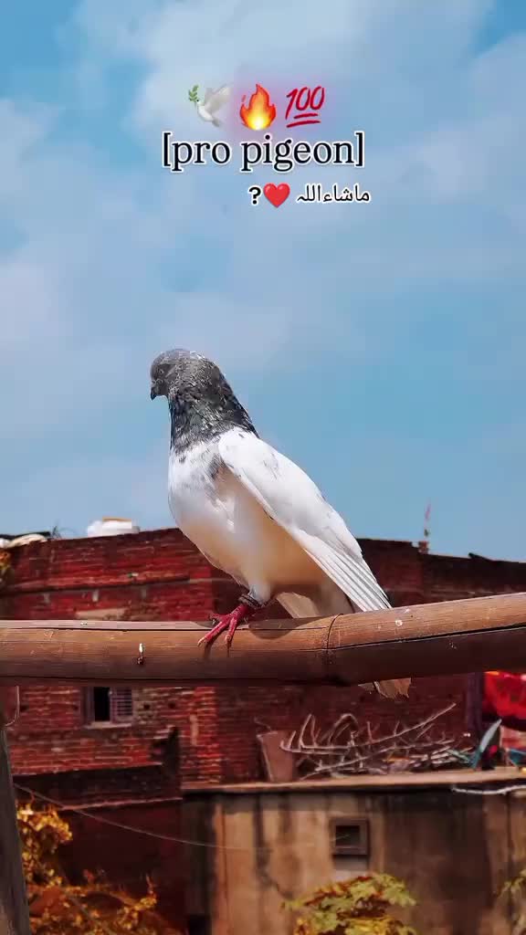 @<3 𝑭𝑵𝑲𝑨𝑨𝑹