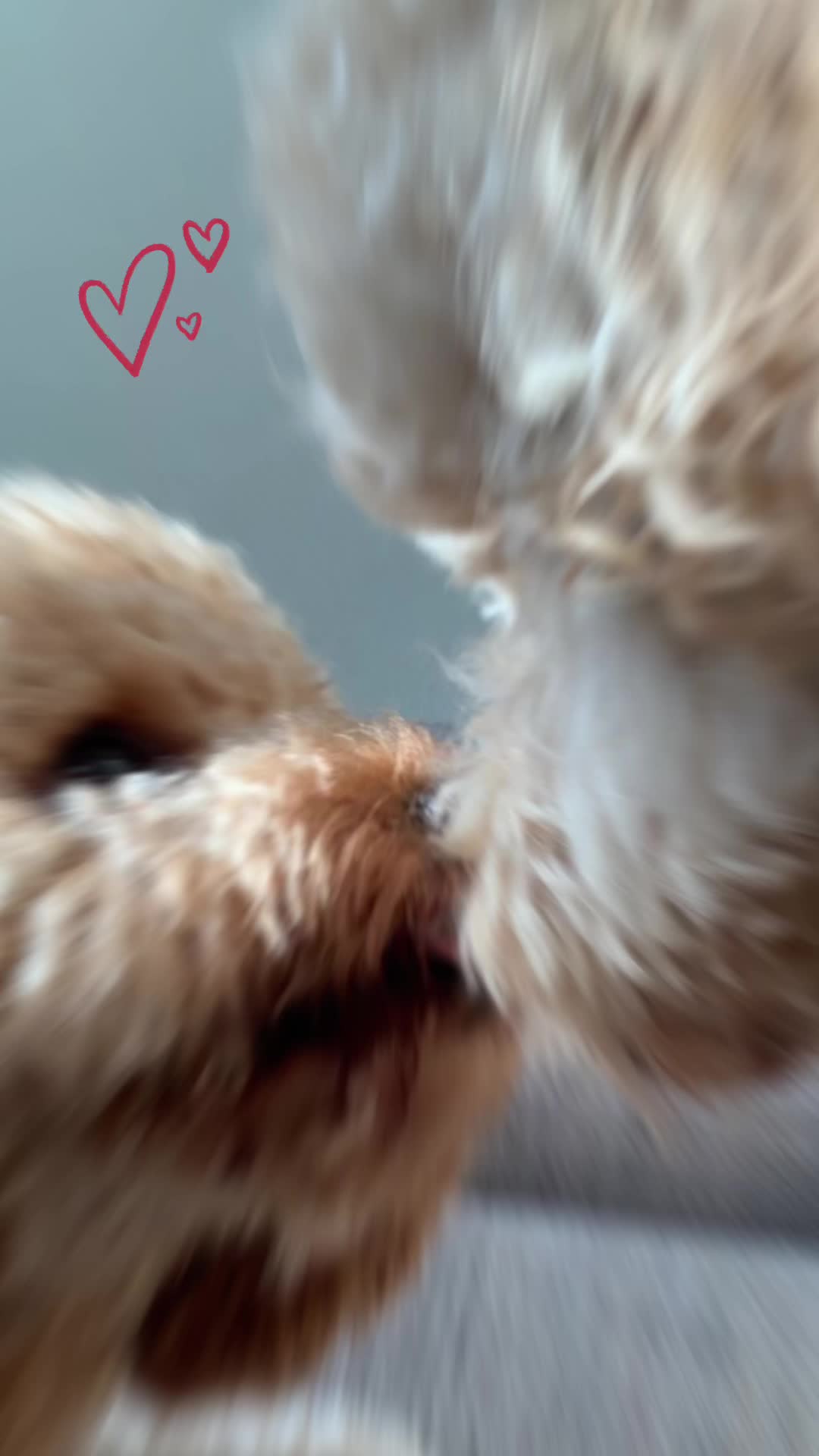 @alefarix