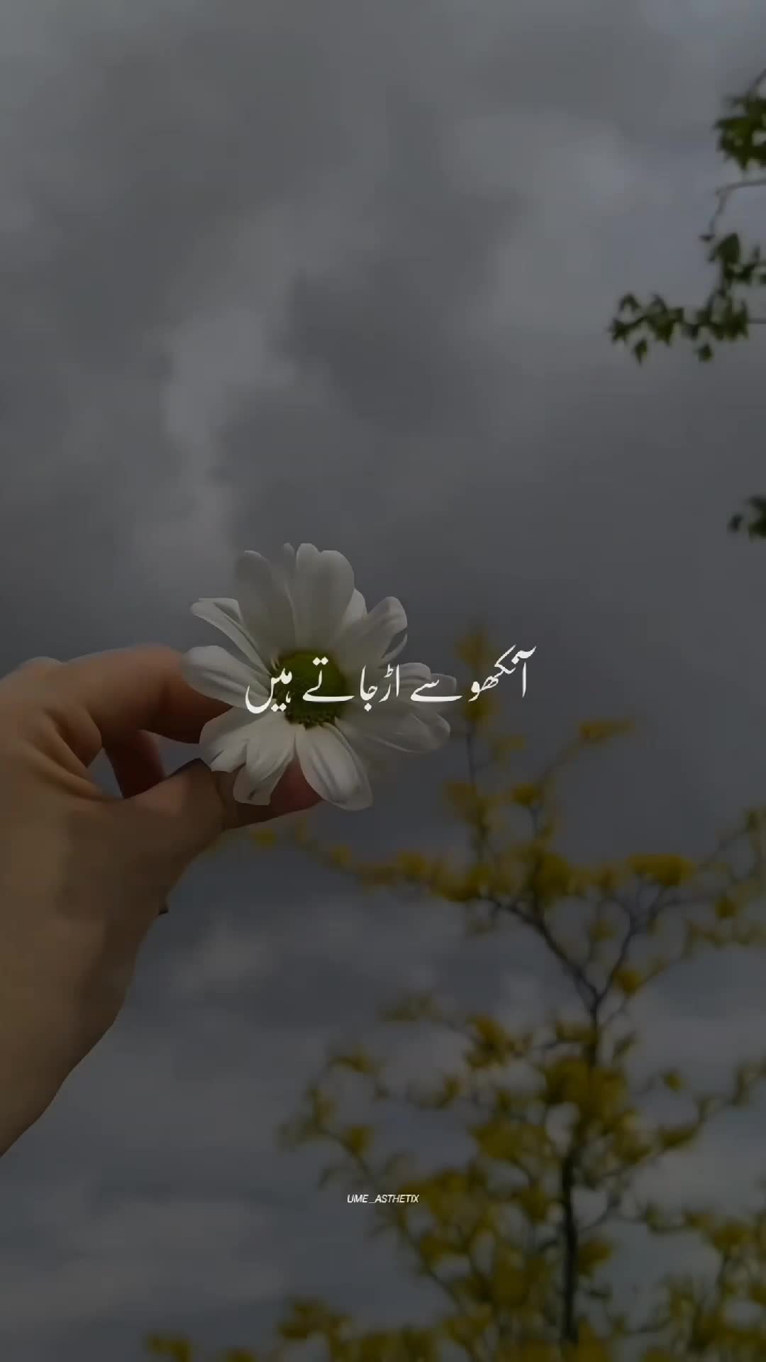 @𝙐 𝙈 𝙀🍁&bull;