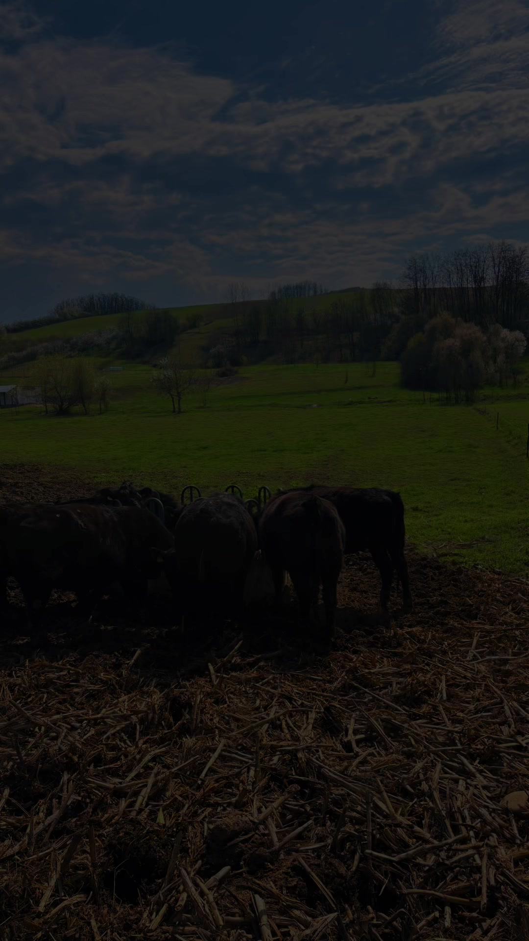 @aberdeen angus🇷🇴