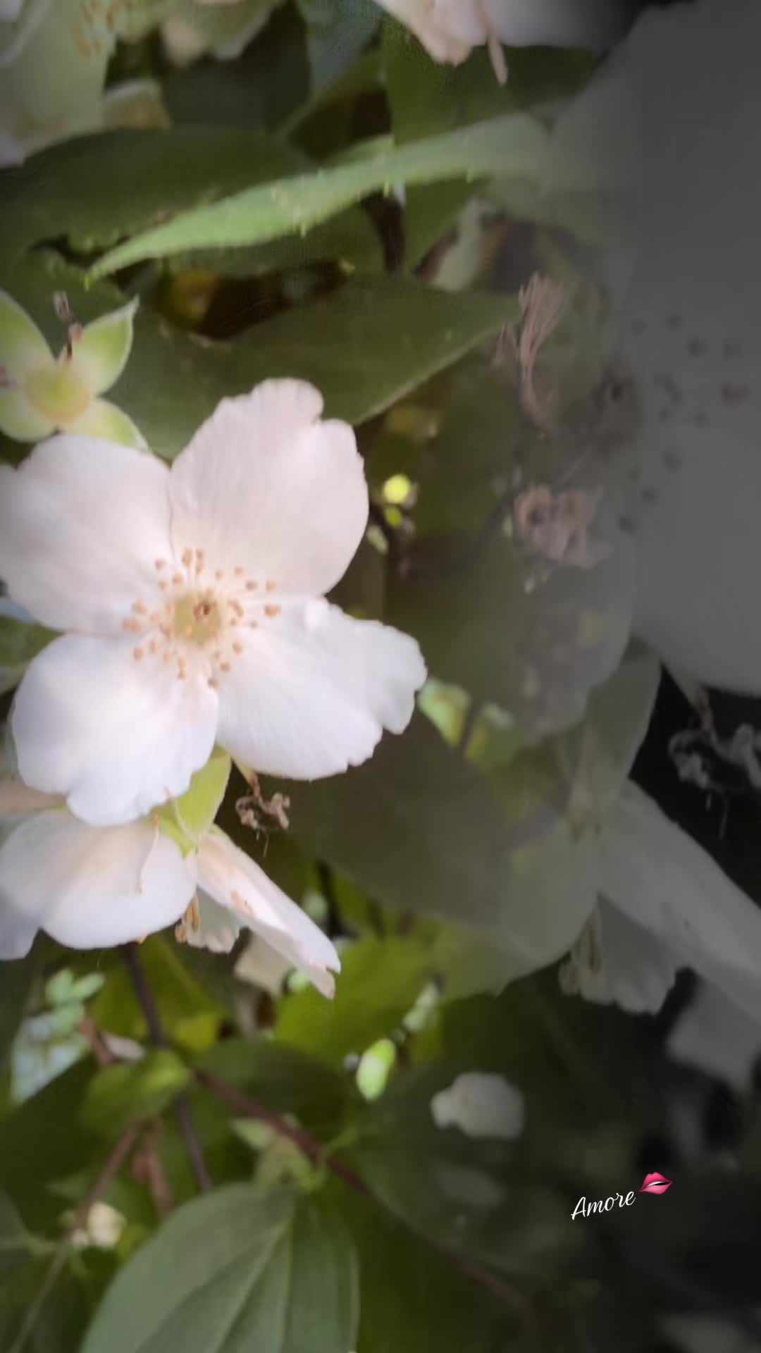 @Amoreโค๏ธ๐น