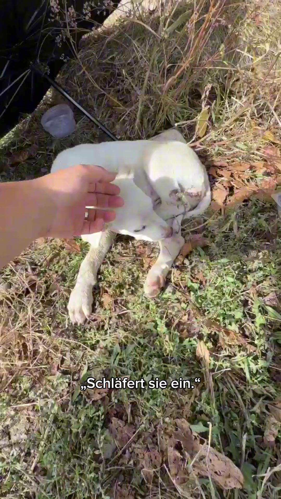 @SpecialDogs e.V.
