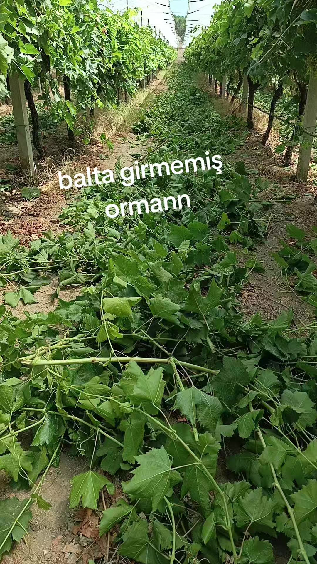 @Hatice altinkaynak