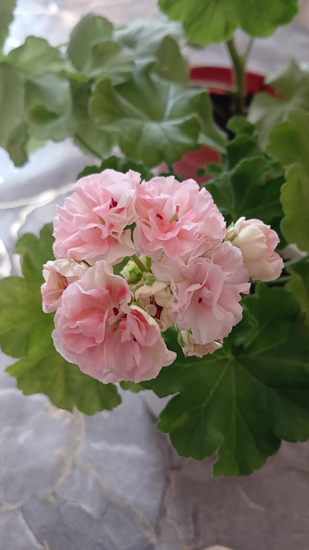 @Gül satışı🌸