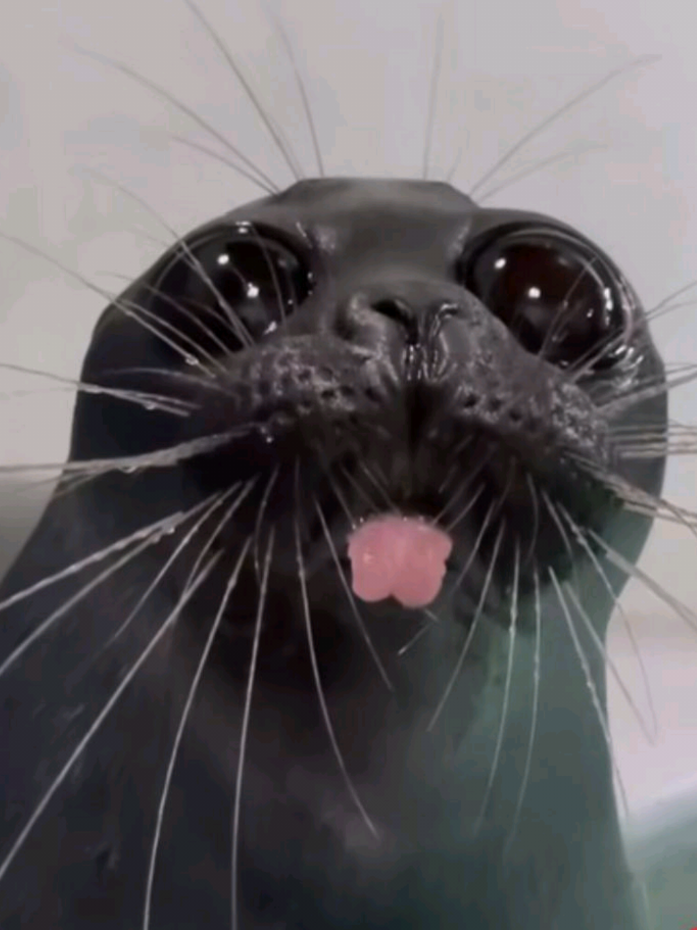 @🩷🎀 seal 🦭🩷