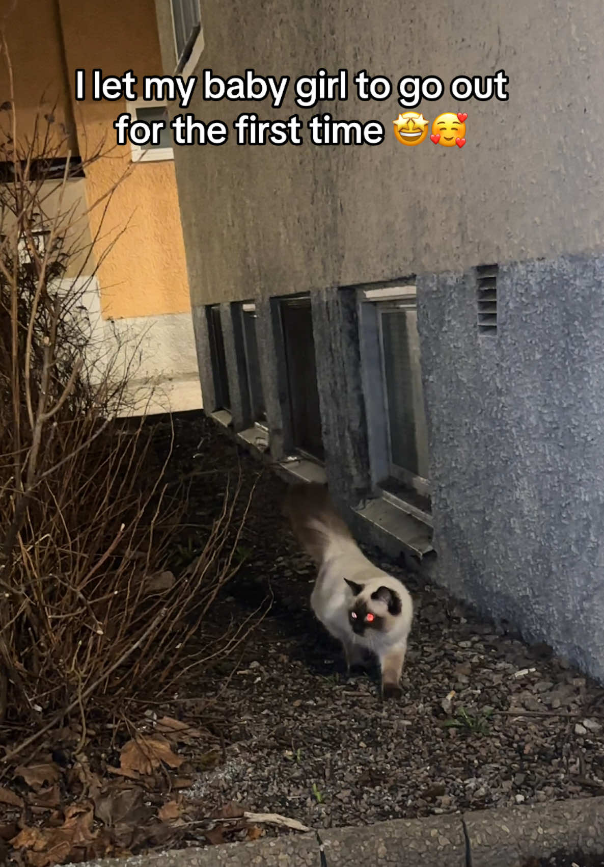 @Madou