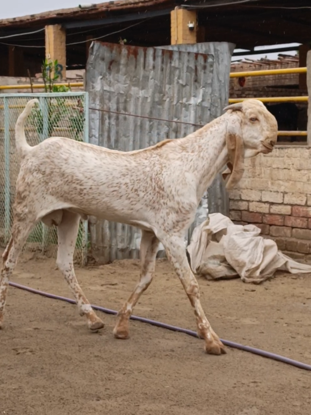 @AHMED GOAT CORNER 🐐🇵🇰