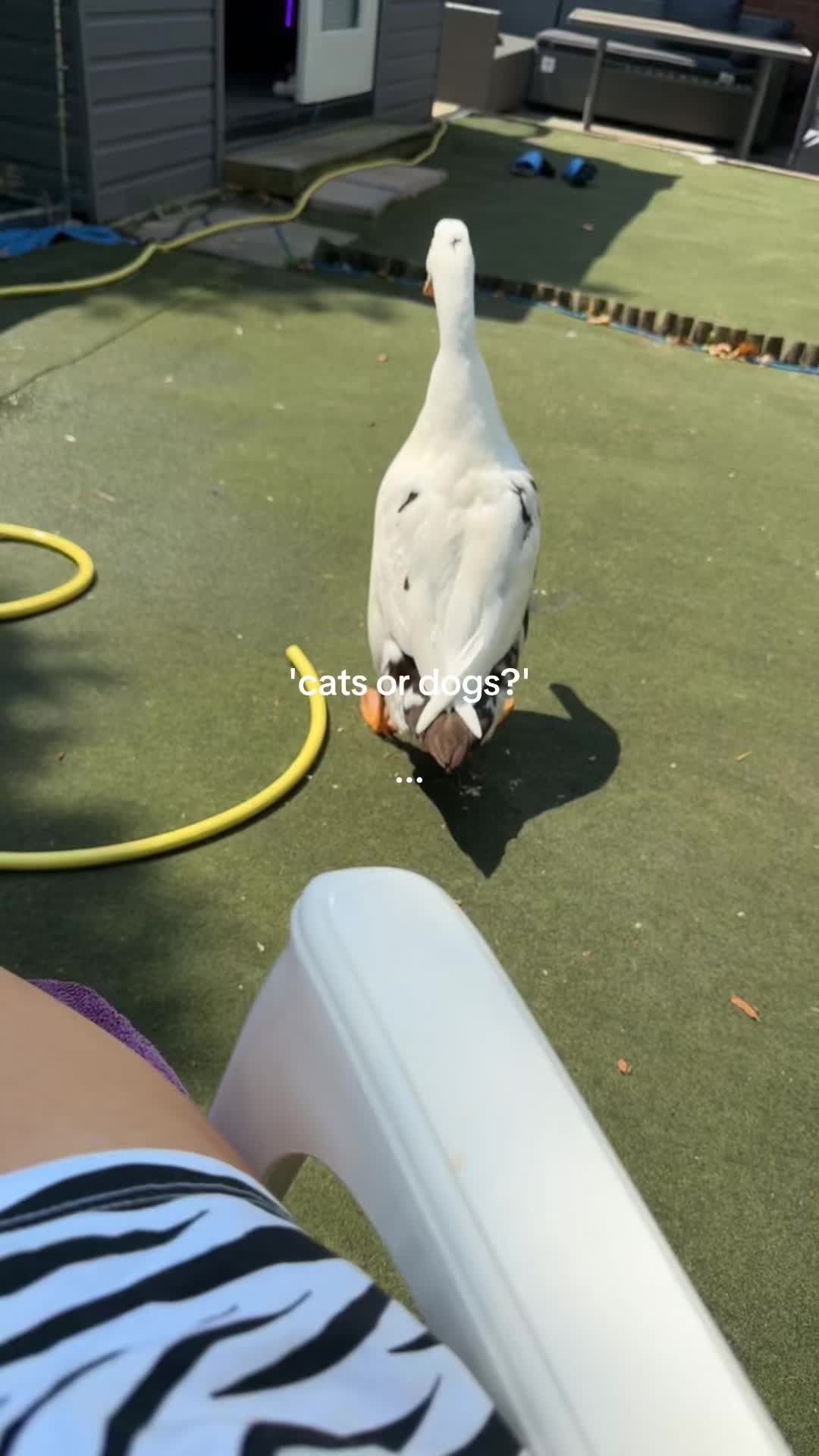 @๐๐๐๐๐๐ ๐ชฝ