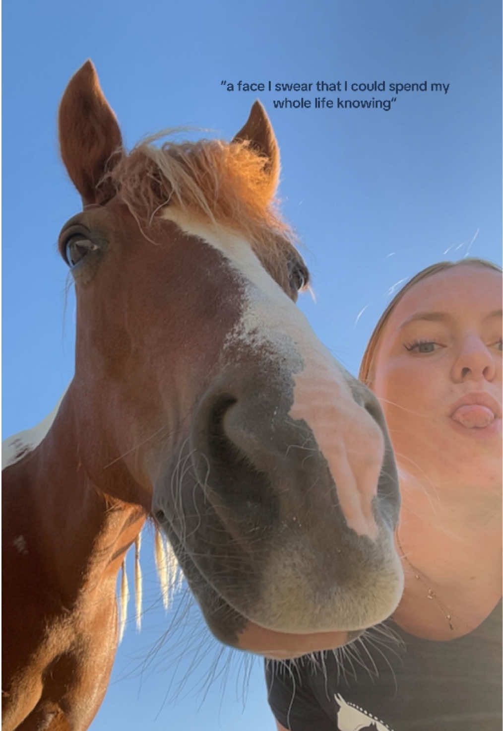 @idh_horses