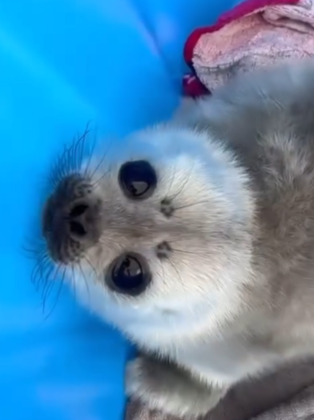 @🩷🎀 seal 🦭🩷
