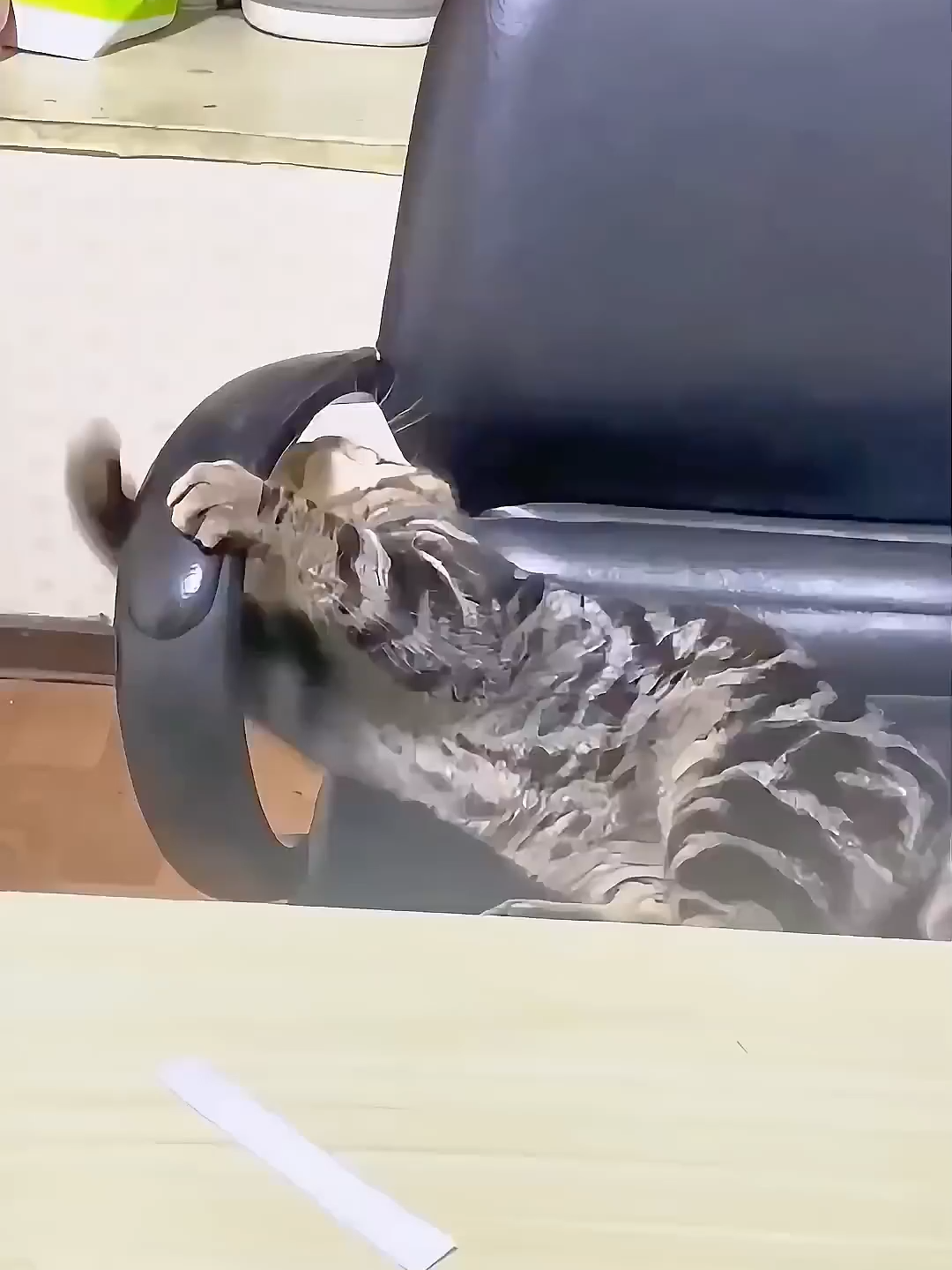 @Funny Cats 🐈
