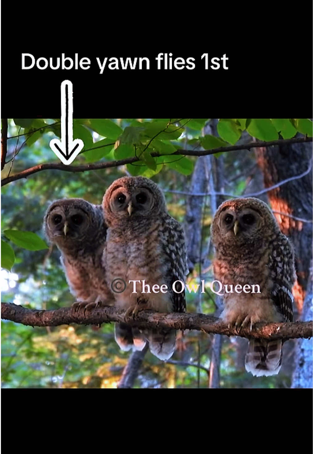 @Theeowlqueen🇨🇦