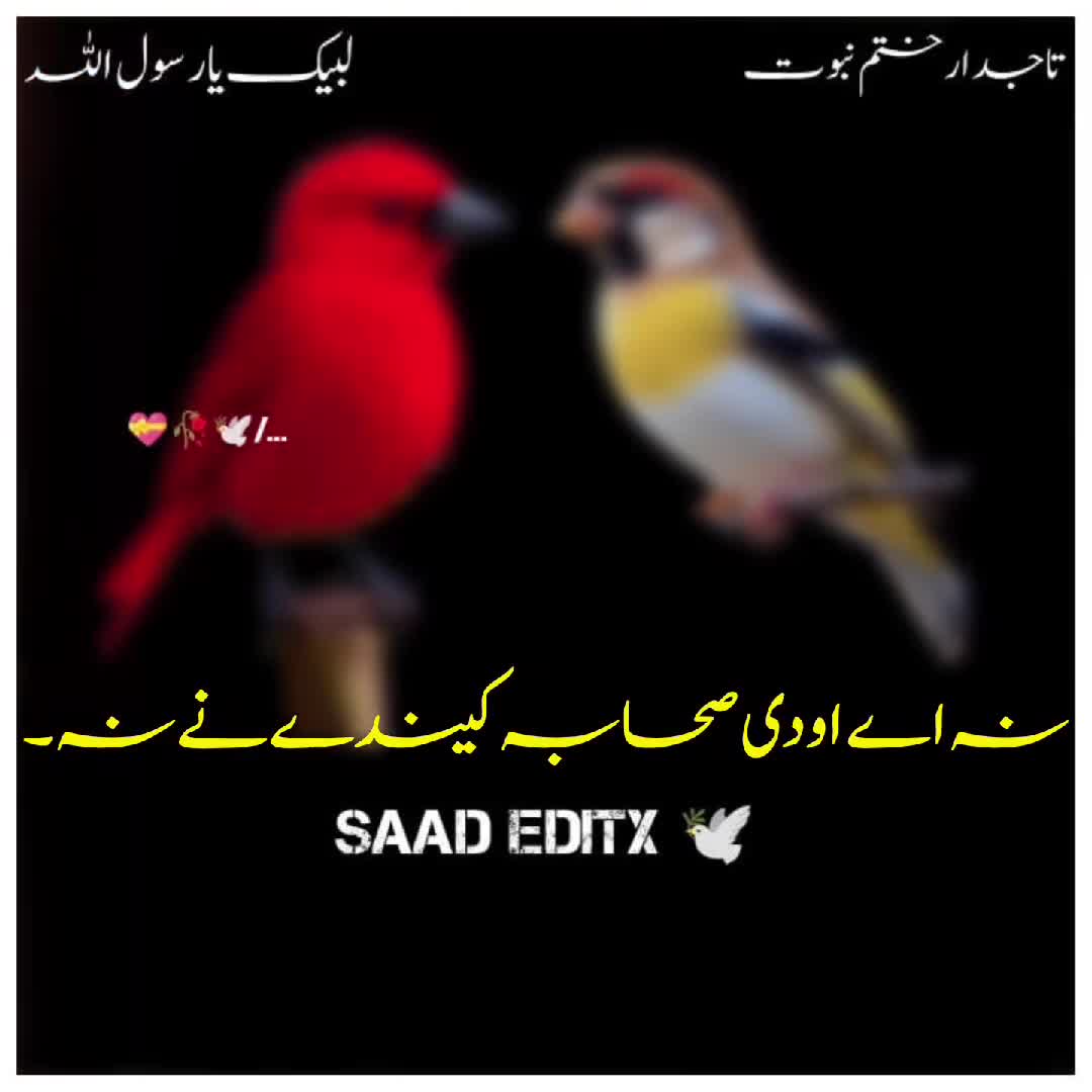 @𝗦𝗮𝗮𝗱 𝗘𝗱𝗶𝘁𝘅 🕊️