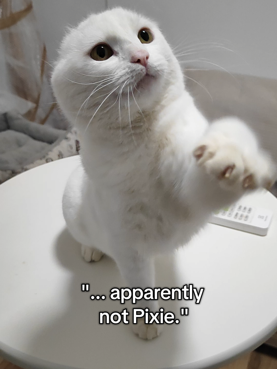 @Fluffy and Pixie