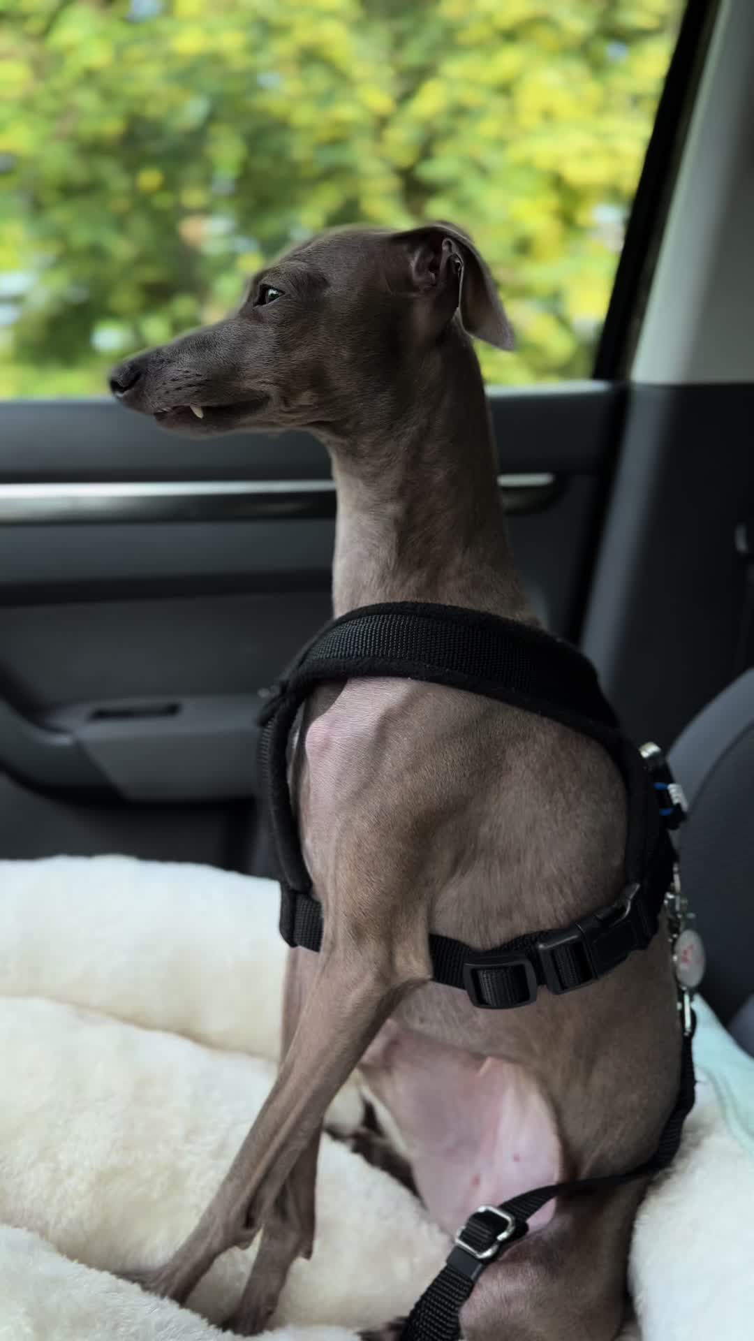@🐾greyhound🐾
