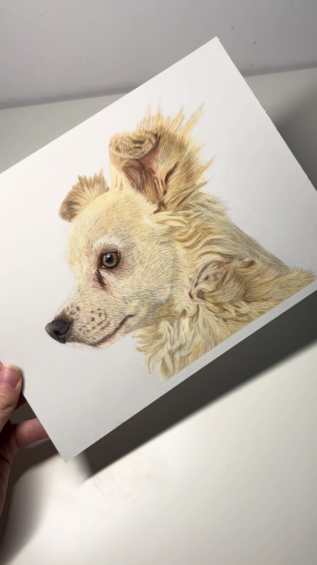 @Pet portraits