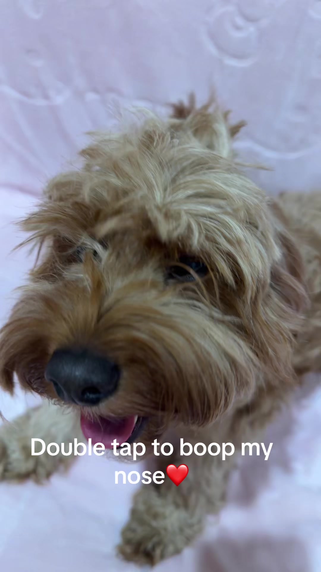 @Teddy the cutie pie