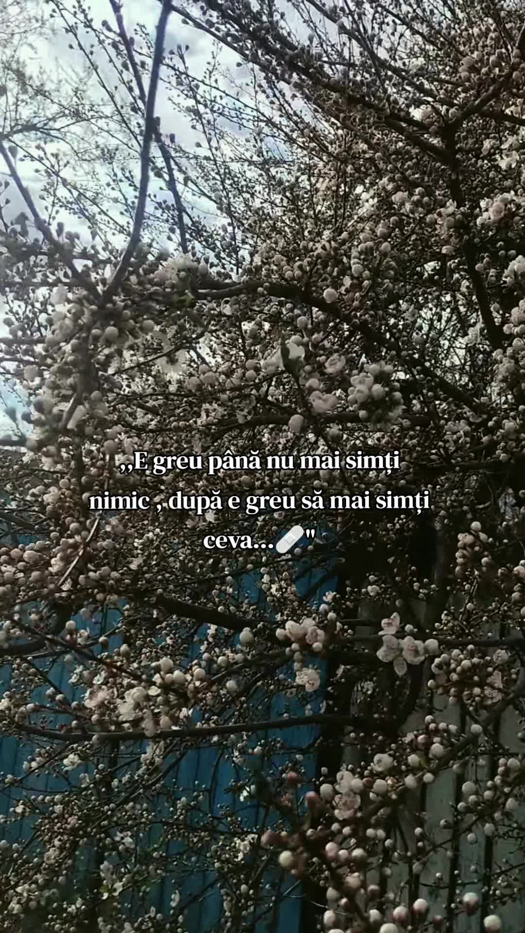 @bruneta