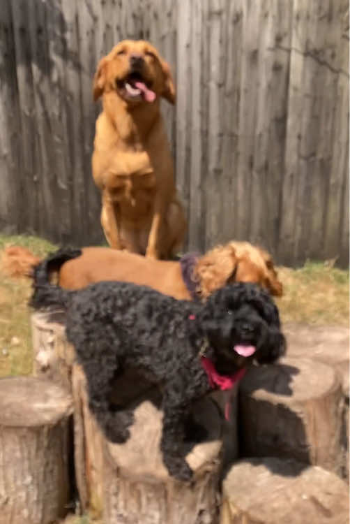 @Dogs and Horses