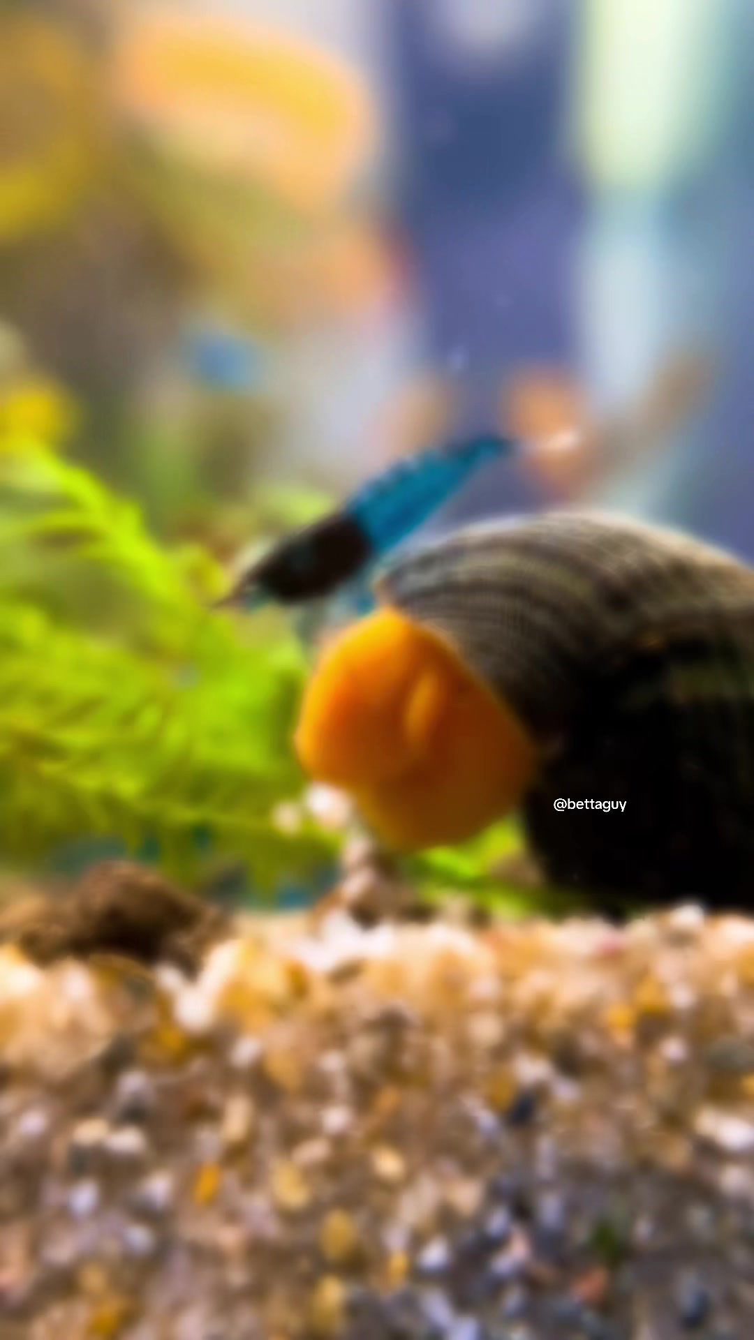 @Fish guy