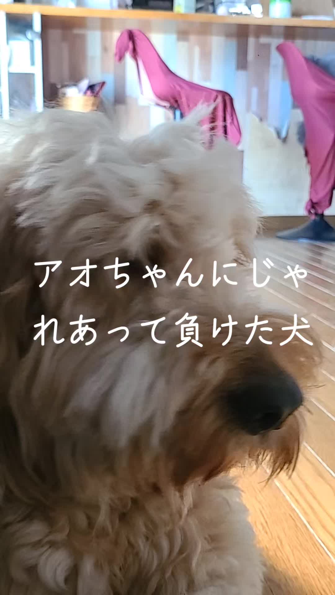 @沙亜代
