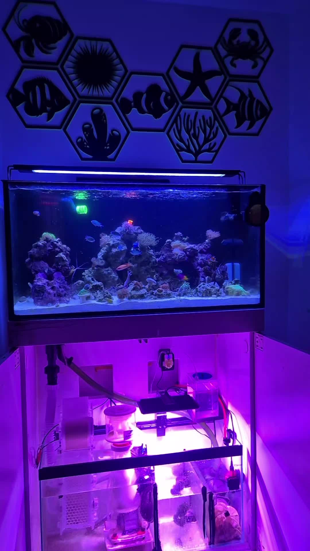 @Paulies1stReefTank