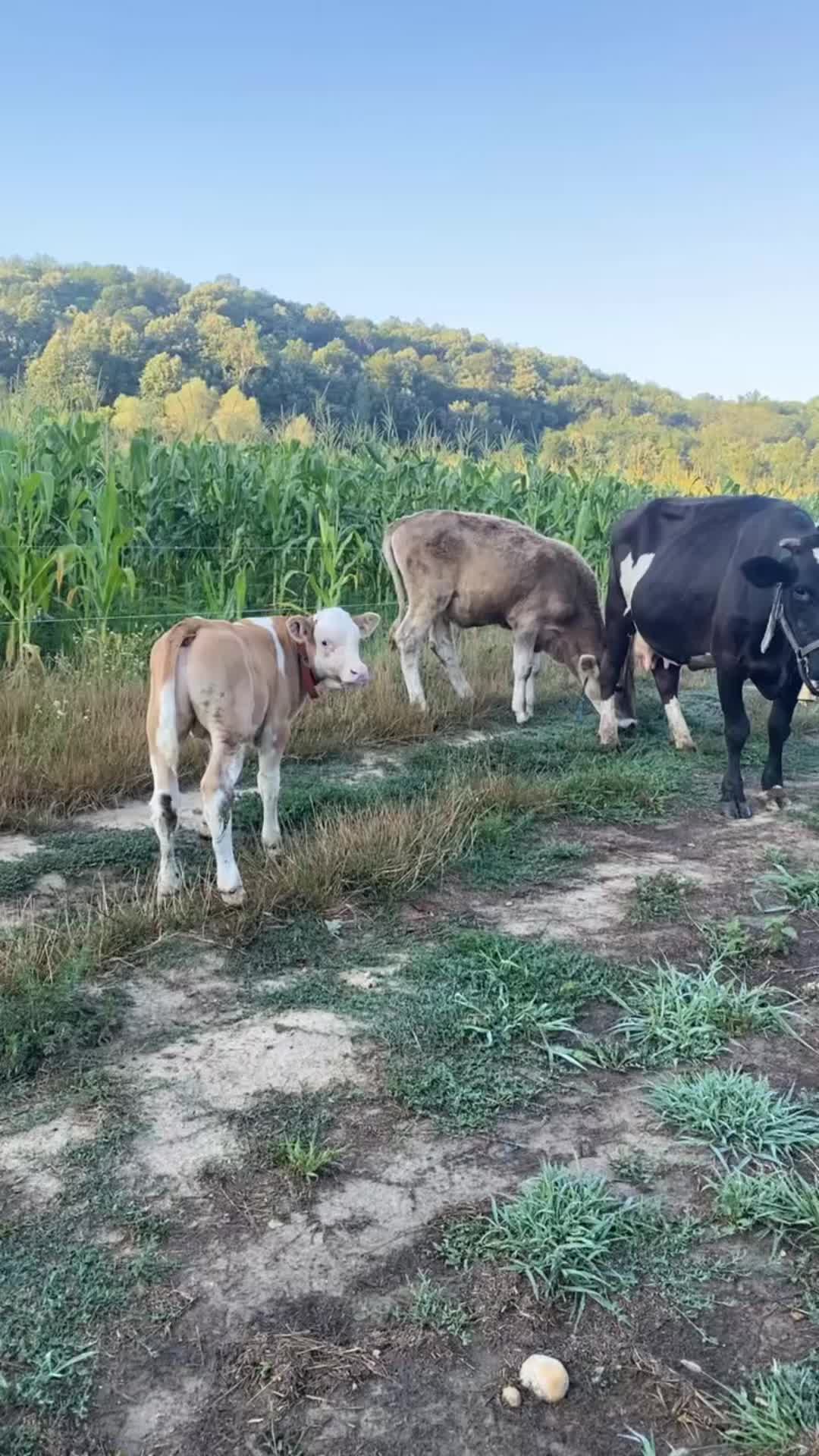 @Ana Maria Hoară