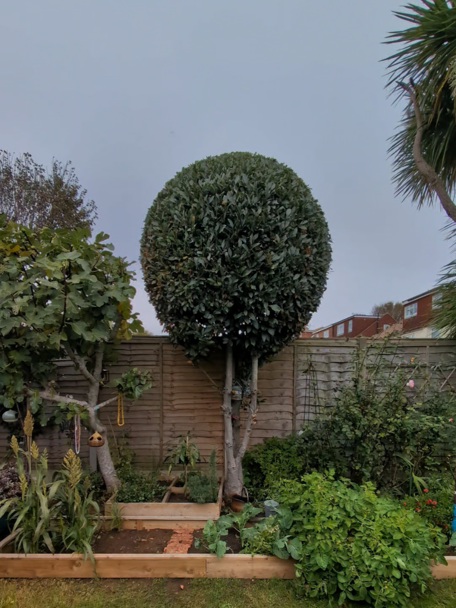 @Gary Hall Garden Services