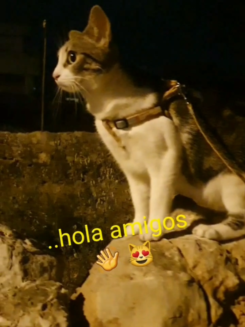 @nikii