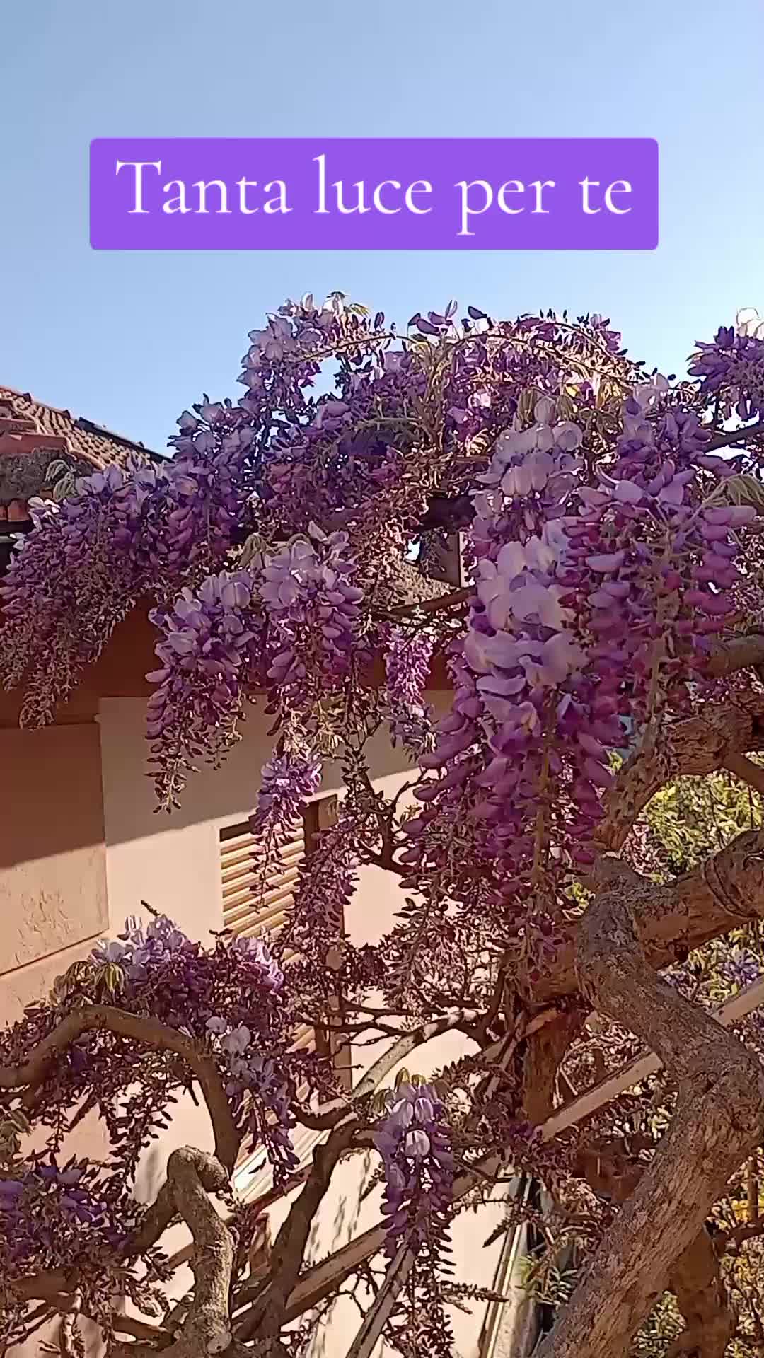 @DanielaBellotti