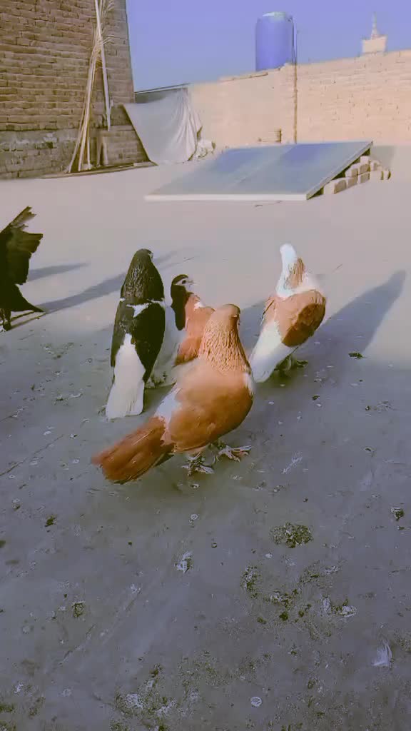 @Kashif_Raza