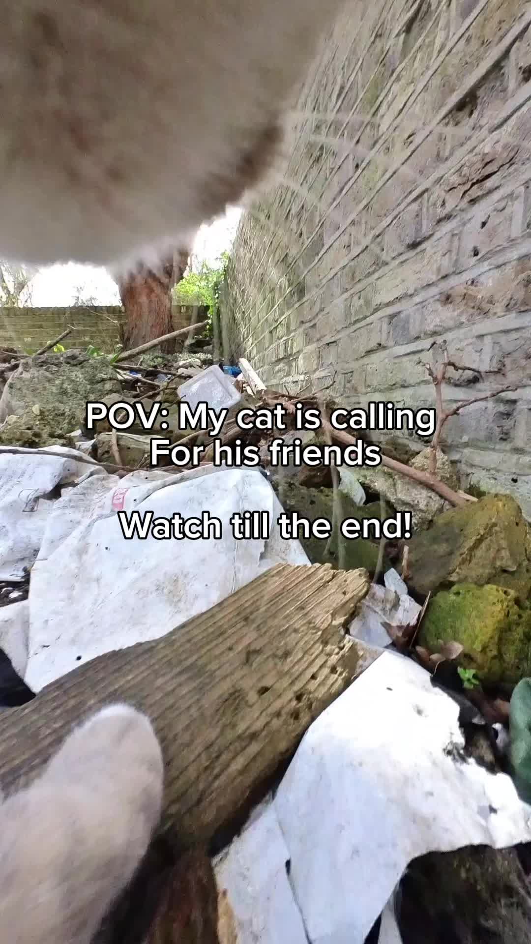 @Snowys_Life