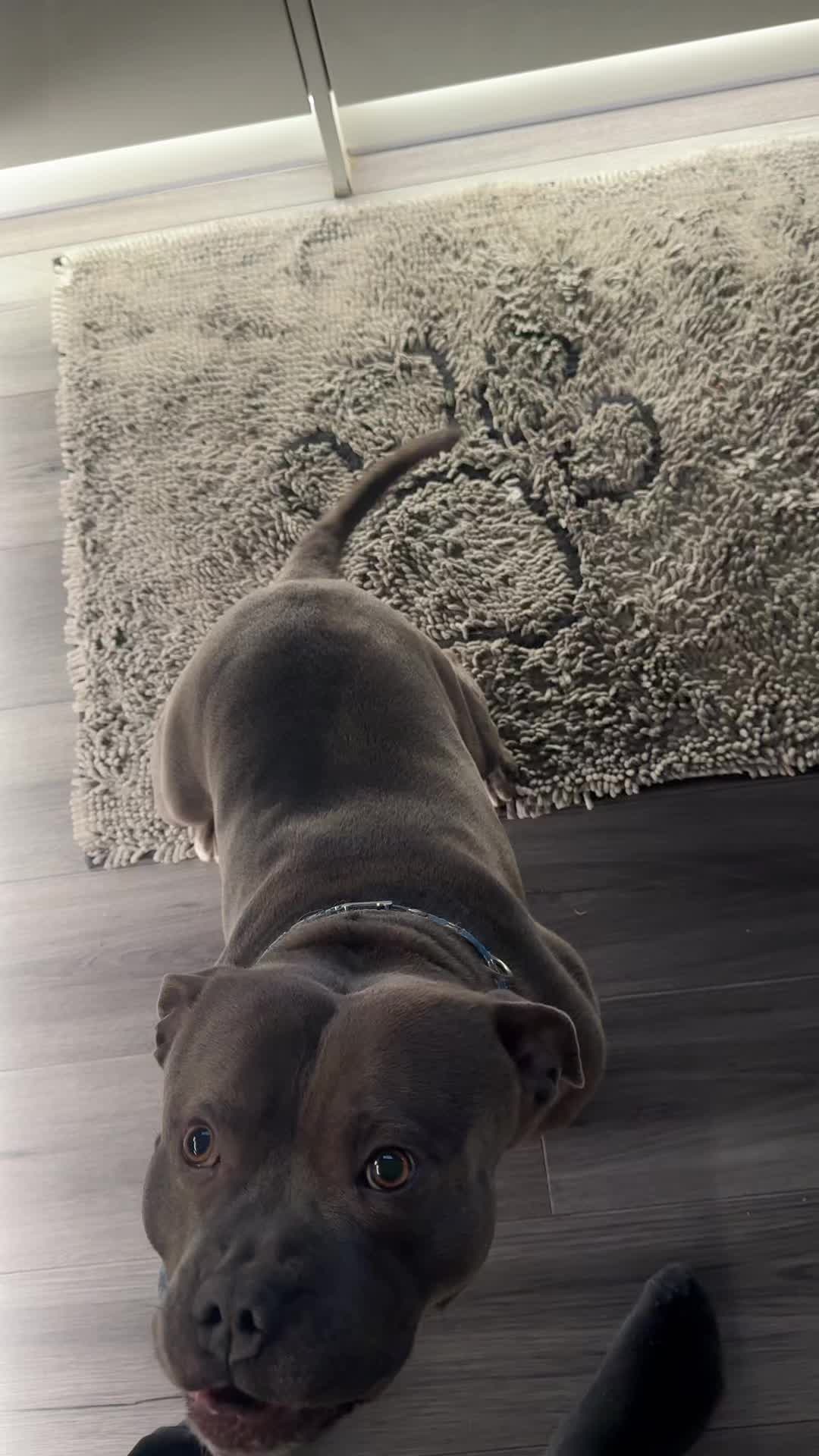 @jaegerstaffy
