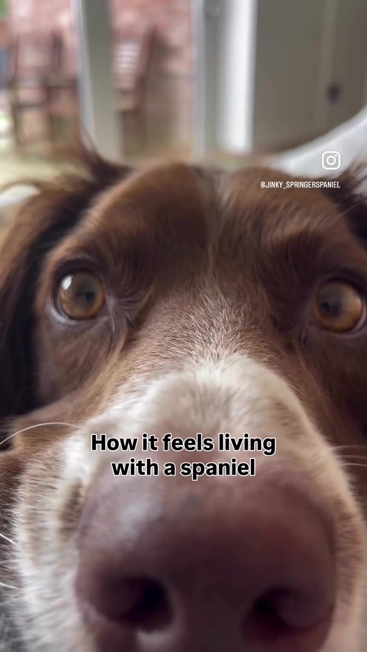@Jinky Springer Spaniel 🐾 💚