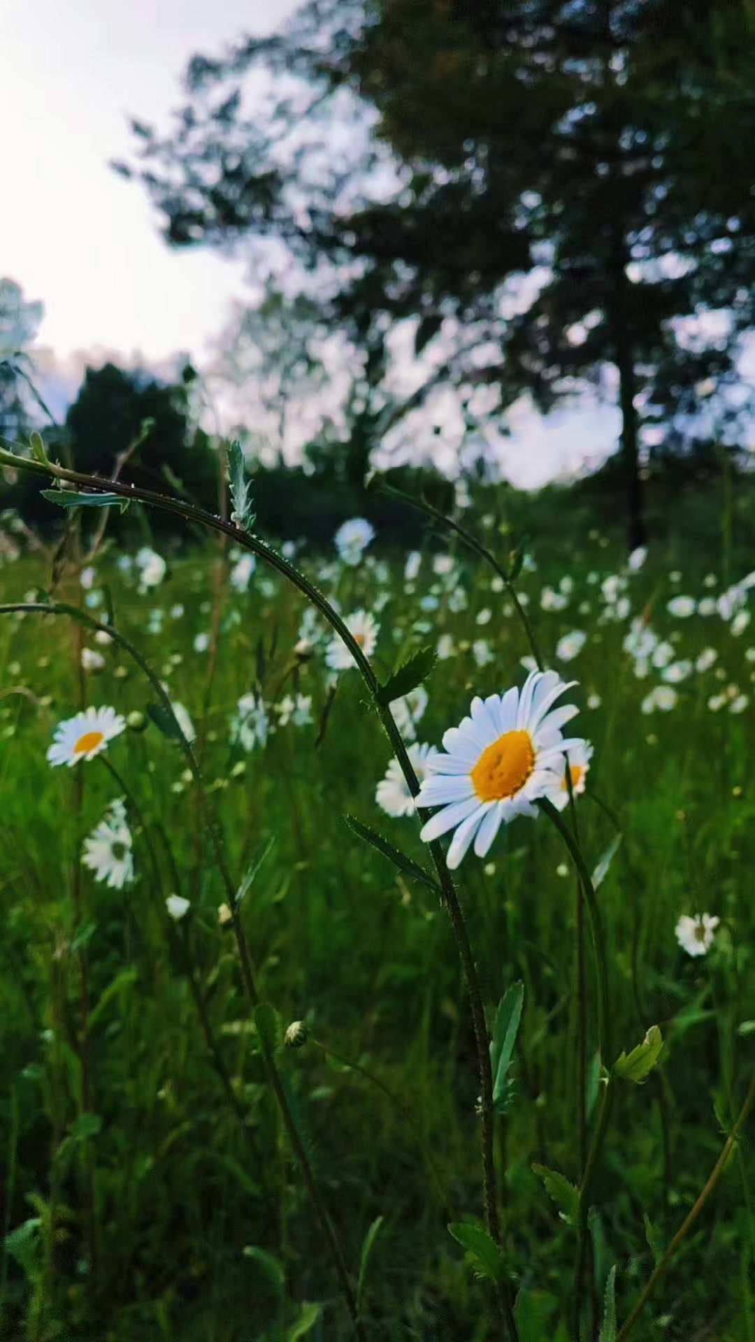 @Aurora🐼