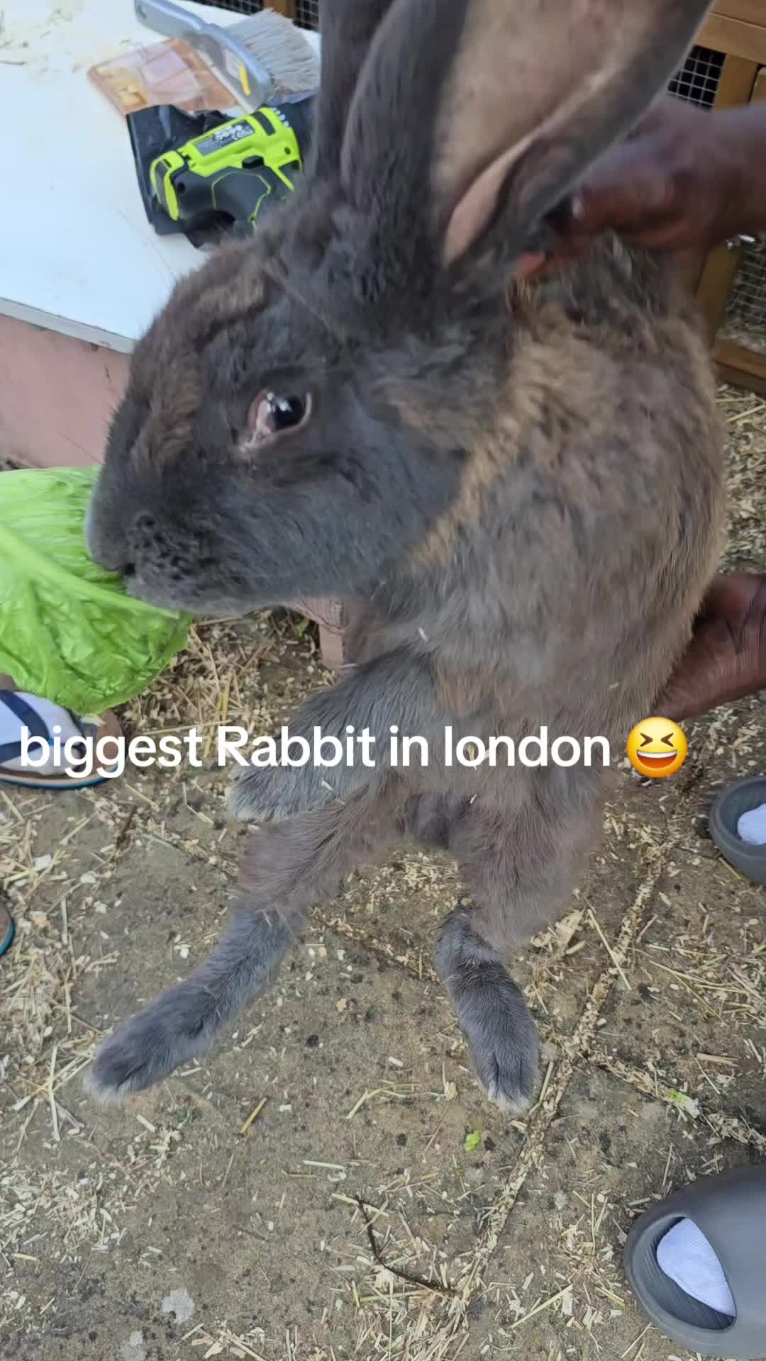 @Rollybear.london