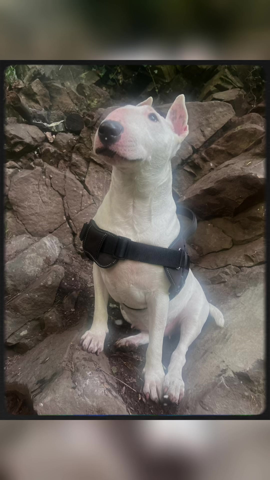 @BullTerrierlove Baby Bella